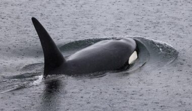 Mystery orcas from afar thrill Seattle-area whale watchers