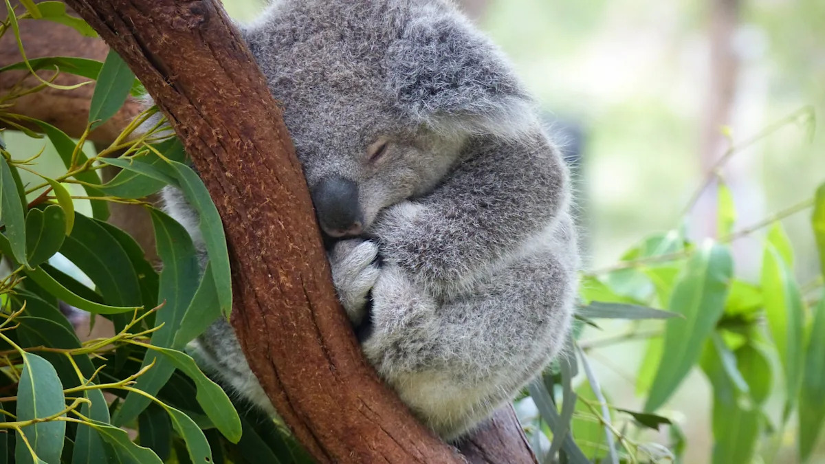 Precious Baby Koala Clings to Stuffie for Comfort Just Like Punch the Monkey