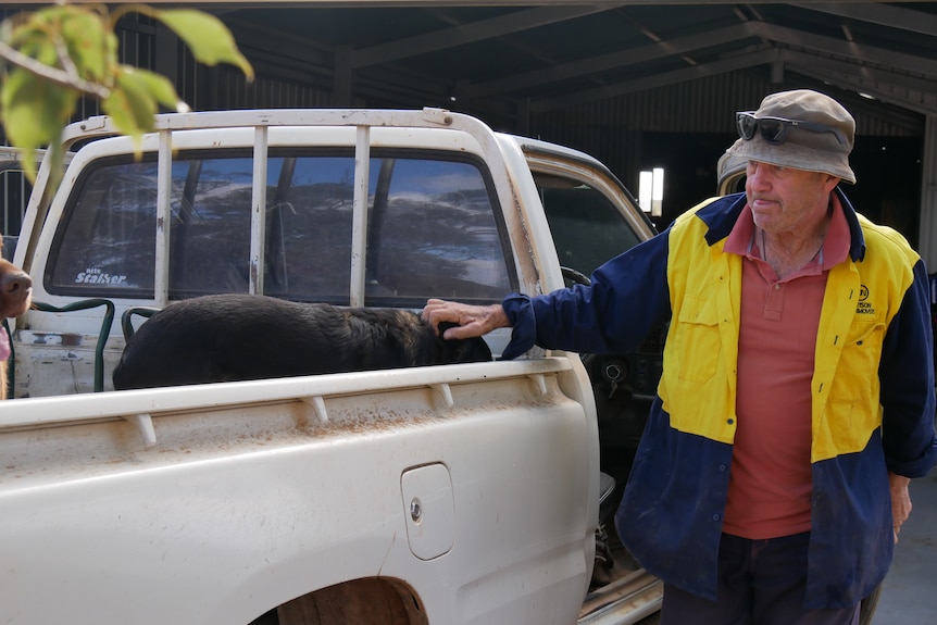 A man in a bucket hat reaches over to pat his dog in the back of a ute.