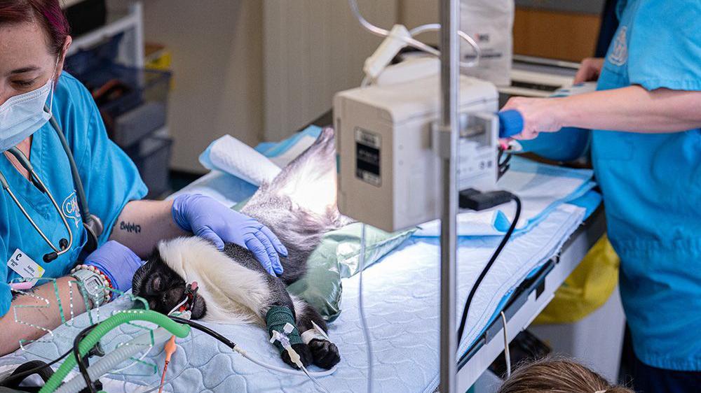 Monkey can hold its baby thanks to pioneering op