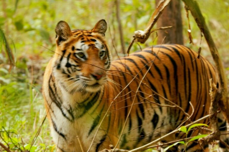 Jhumri's 400 km journey is not an isolated example: several such movements are leading to a rising tiger population in Achanakmar Tiger Reserve. Image by Anubhav Sharma.