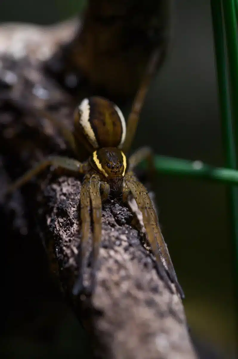 A Fen Raft Spider In Its Natural Habitat