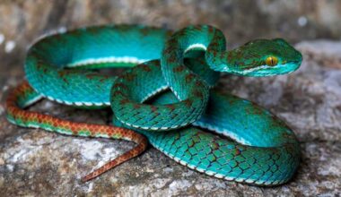 Spectacular New Species Found in Cambodia’s Limestone Caves–Asia's 'Little Laboratories'