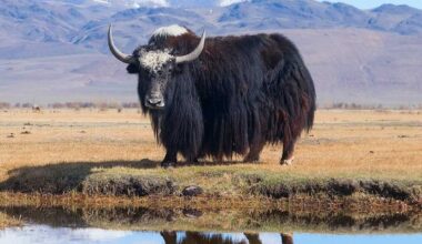 Gene from High Altitude Yak Protected and Repaired Myelin Sheath in Early MS Study