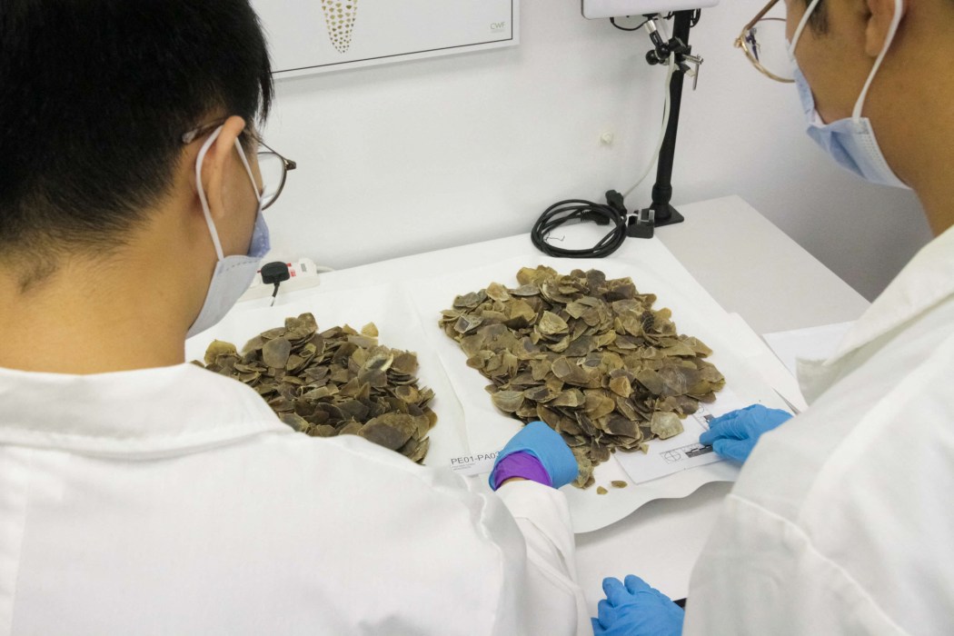 This undated handout received on March 28, 2026 from Singapore's National Parks Board and Immigration and Checkpoints Authority shows pangolin scales being examined following their seizure in Singapore on December 29, 2025. Photo: AFP/ Singapore's National Parks Board and Immigration & Checkpoints Authority.