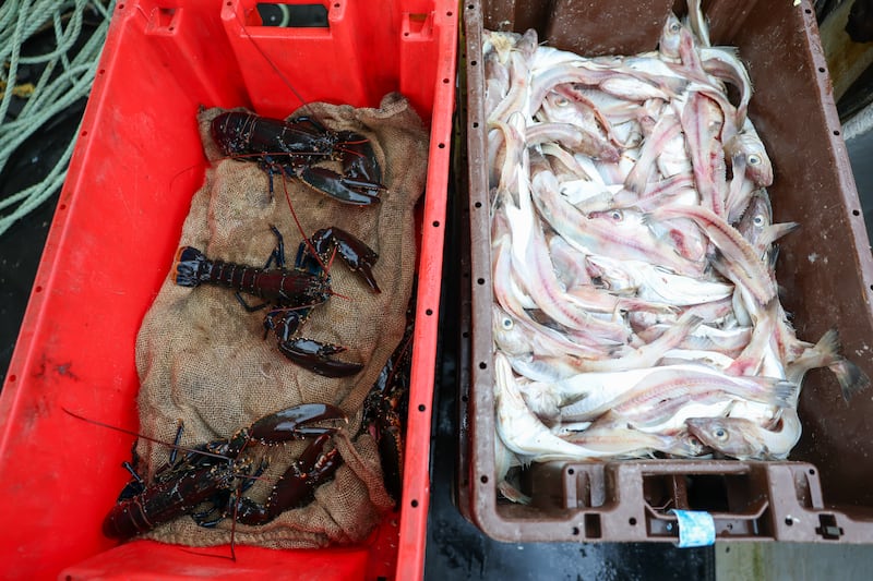 Bait has gone up significantly in price over the last few years and has impacted inshore fisherman's ability to make a living. Photograph: Enda O'Dowd