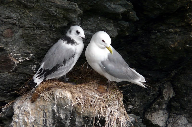 Rathlin's Kittiwakes.