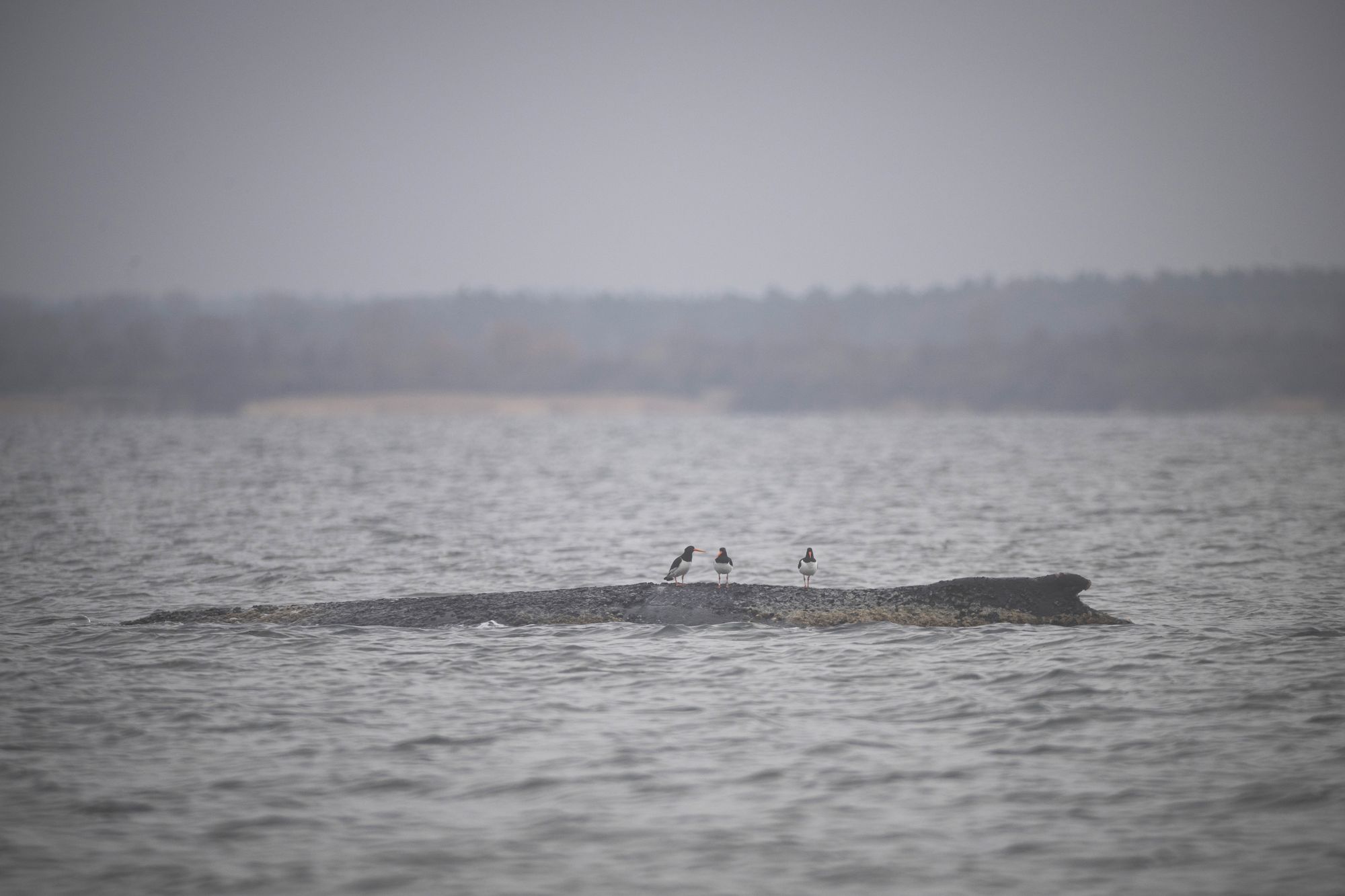 The whale became a popular topic of conversation across the country, with people exchanging text messages about rescue efforts