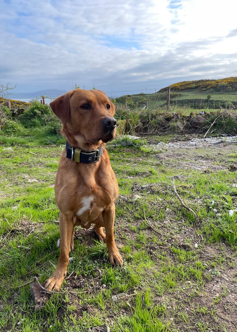 Woody in his new home on Rathlin