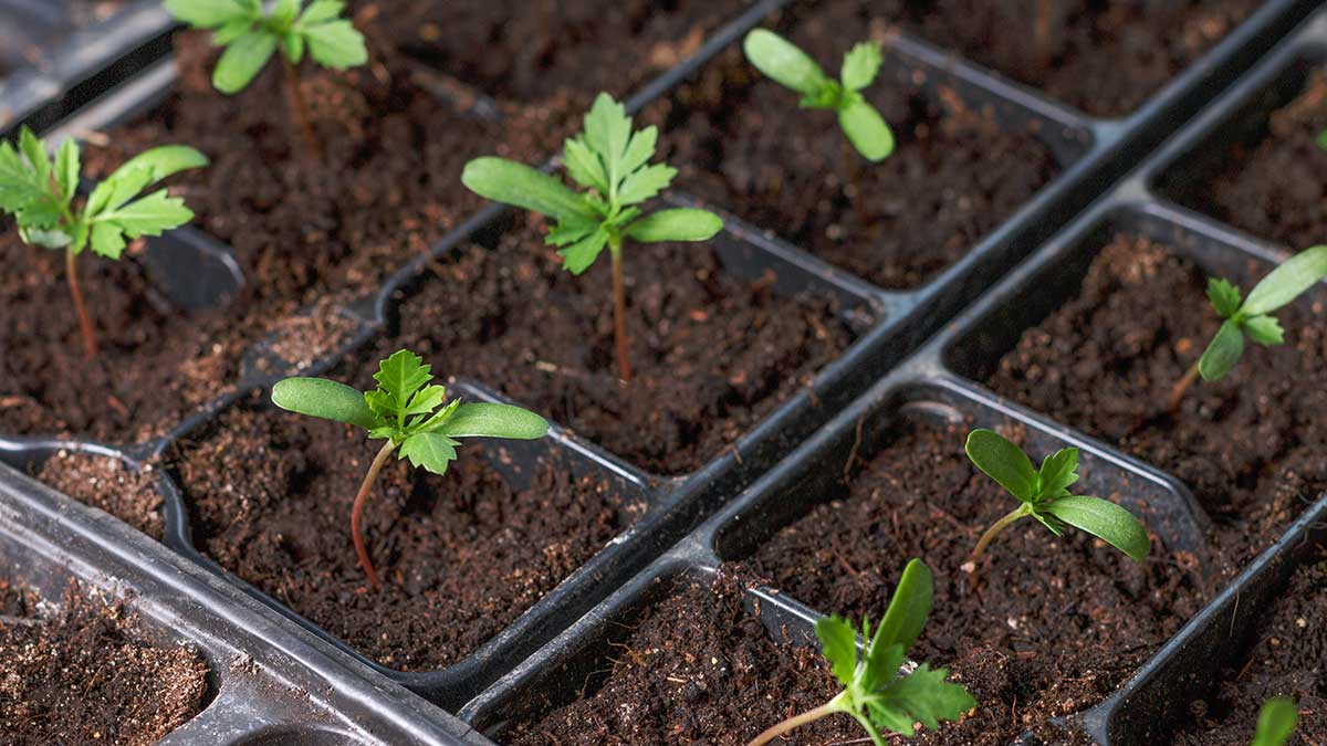 How to Recycle and Reuse Garden Plug Trays