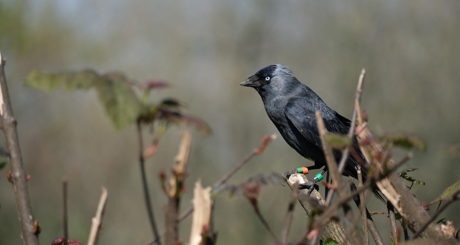 Jackdaw Chicks Learn Predator Alerts From Adults