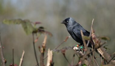 Jackdaw Chicks Learn Predator Alerts From Adults