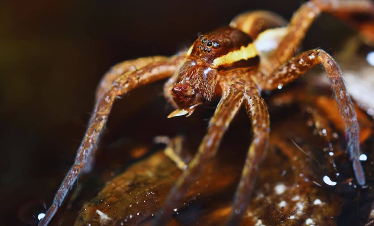 After Years Out Of Sight, These Hand Sized Water Walking Spiders Are Making A Comeback