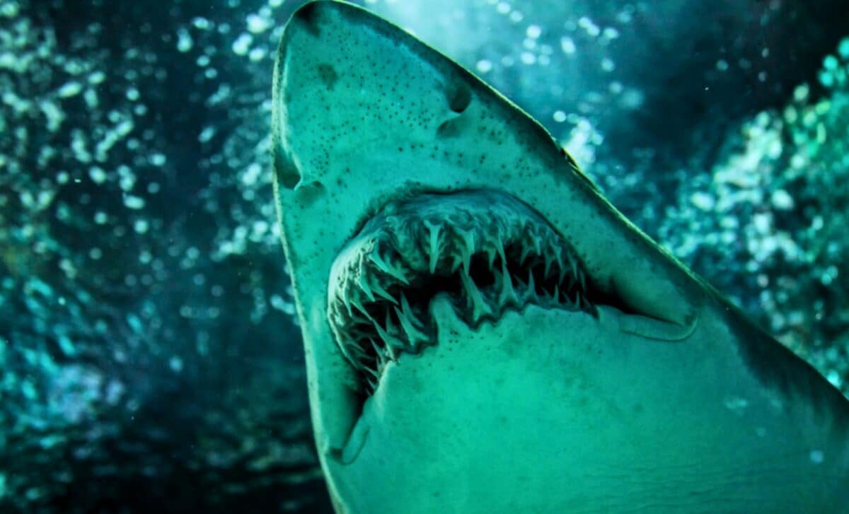 Ancient Shark With 9 Centimeter Teeth Linked To Great White Origins