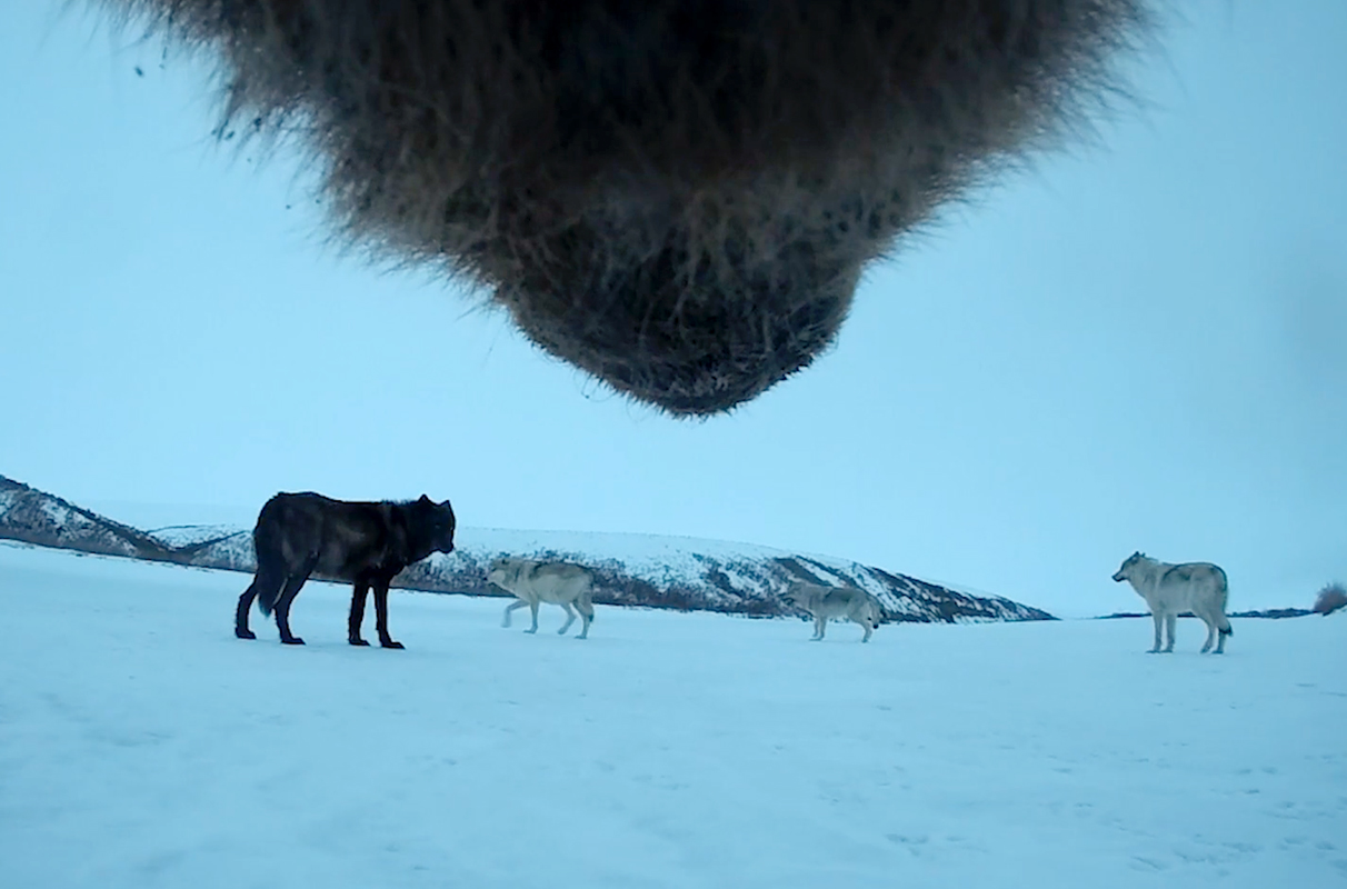 WSU scientists capture a bear’s eye view of life in the Arctic | WSU Insider