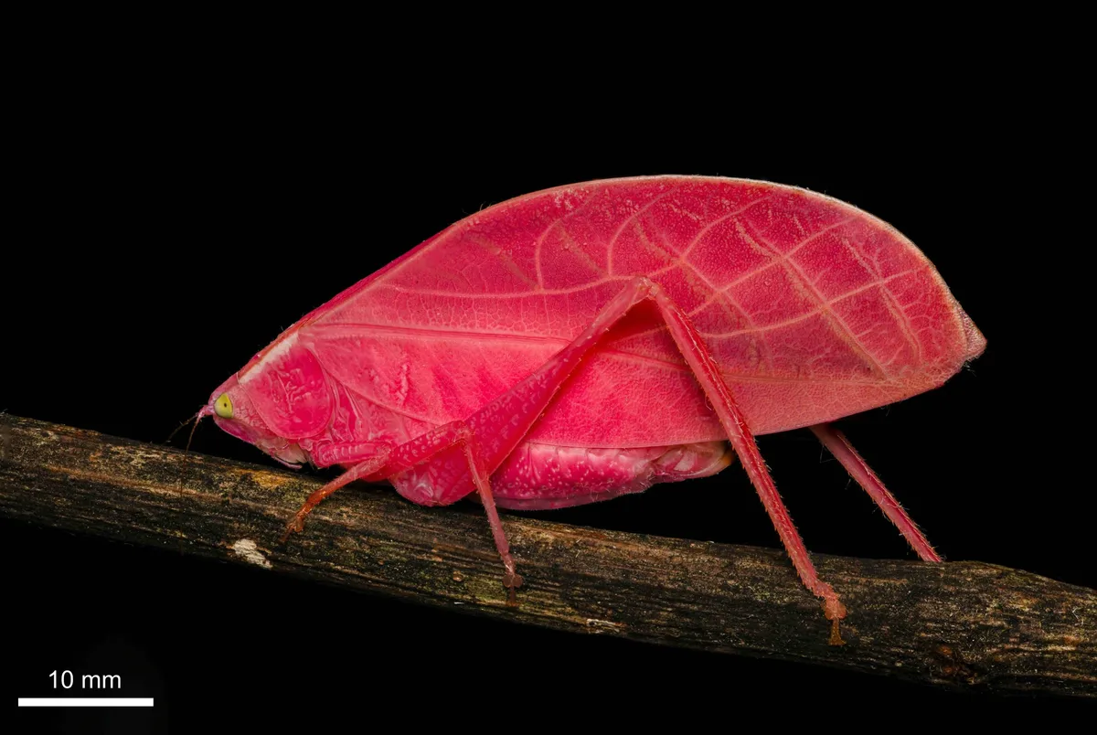 Arota festae