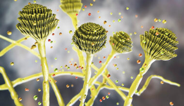 Fungus that "eats you from the inside out" is spreading worldwide