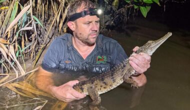 Crocodile caught in Australian creek 1,200 miles from tropical habitat