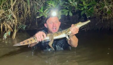Boy discovers juvenile crocodile at local swimming spot