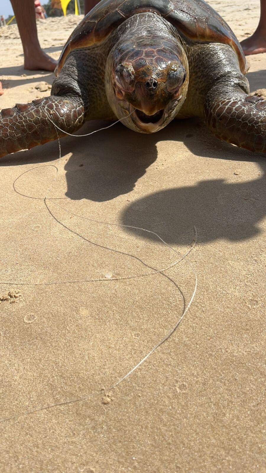 צב ים שנפגע מחוט דיג ומת