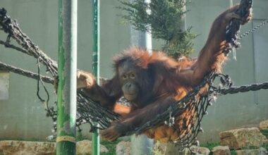 Biblical Zoo's orangutan is pregnant for the first time