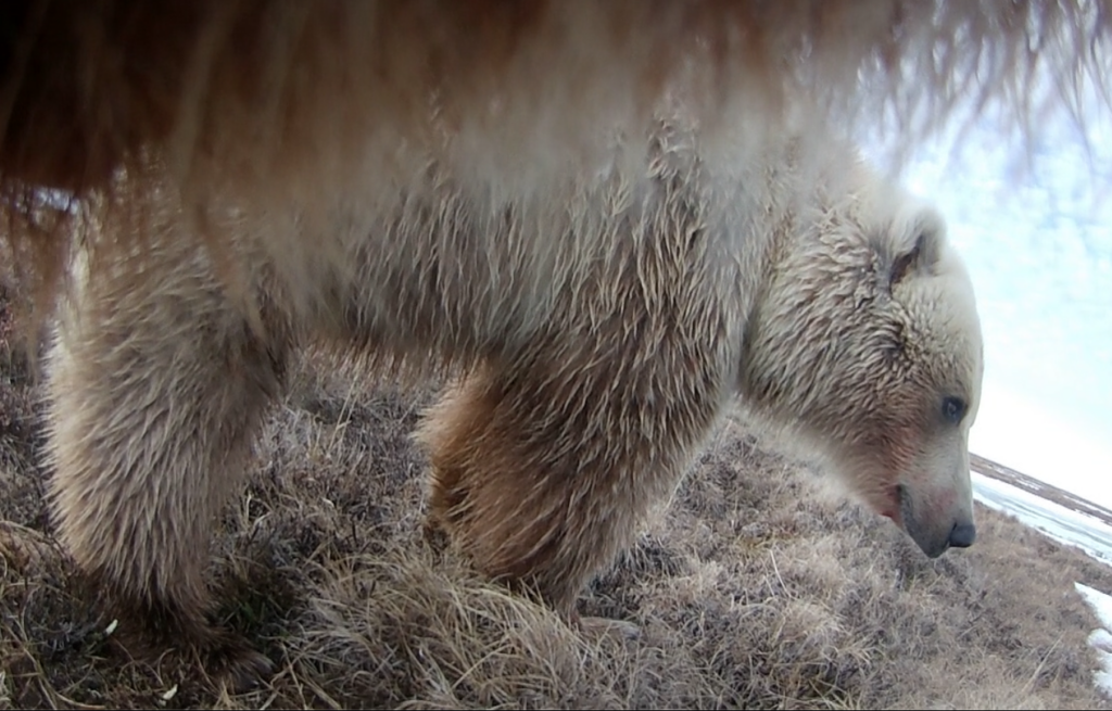 A bear interacts with another grizzly bear in the Arctic, as captured by a video camera on a GPS-enabled collar.