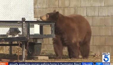 Watch: Bear emerges behind TV reporter during live broadcast