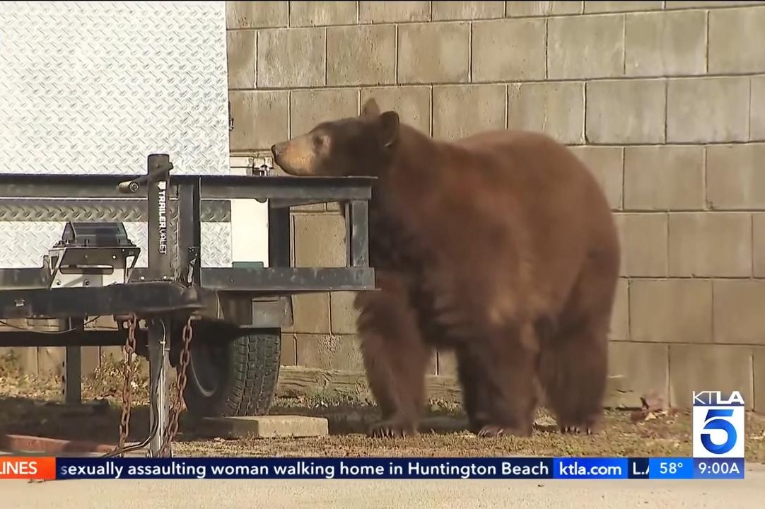 Watch: Bear emerges behind TV reporter during live broadcast