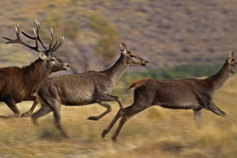 The non-native Red deer (Cervus elaphus) in Argentina. Imagine by Darío Podestá/Sarem.