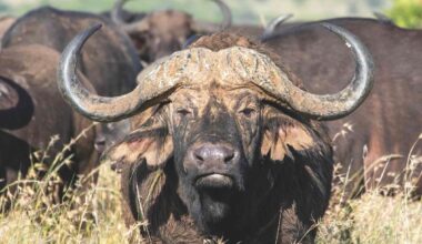 Botswana buffalo