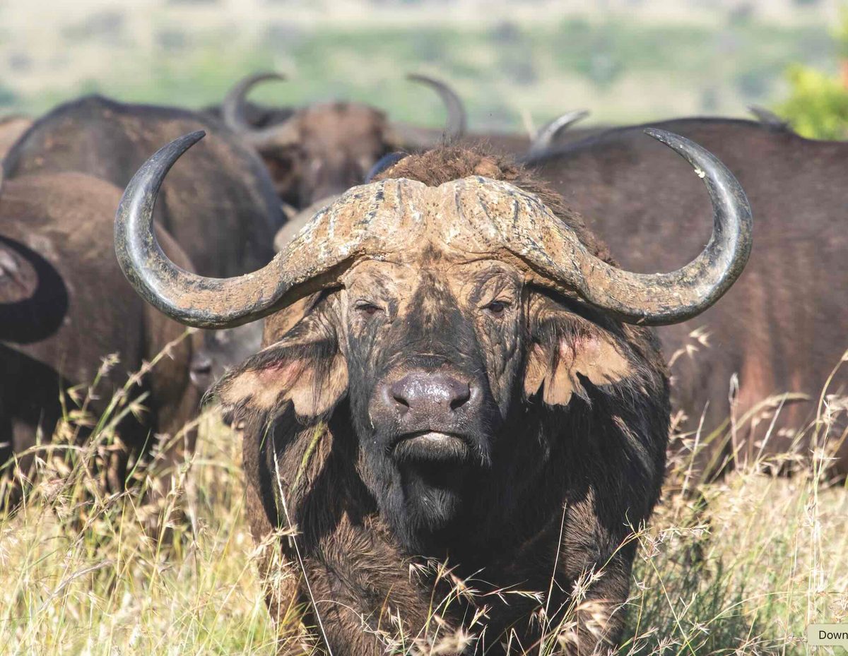 Botswana buffalo