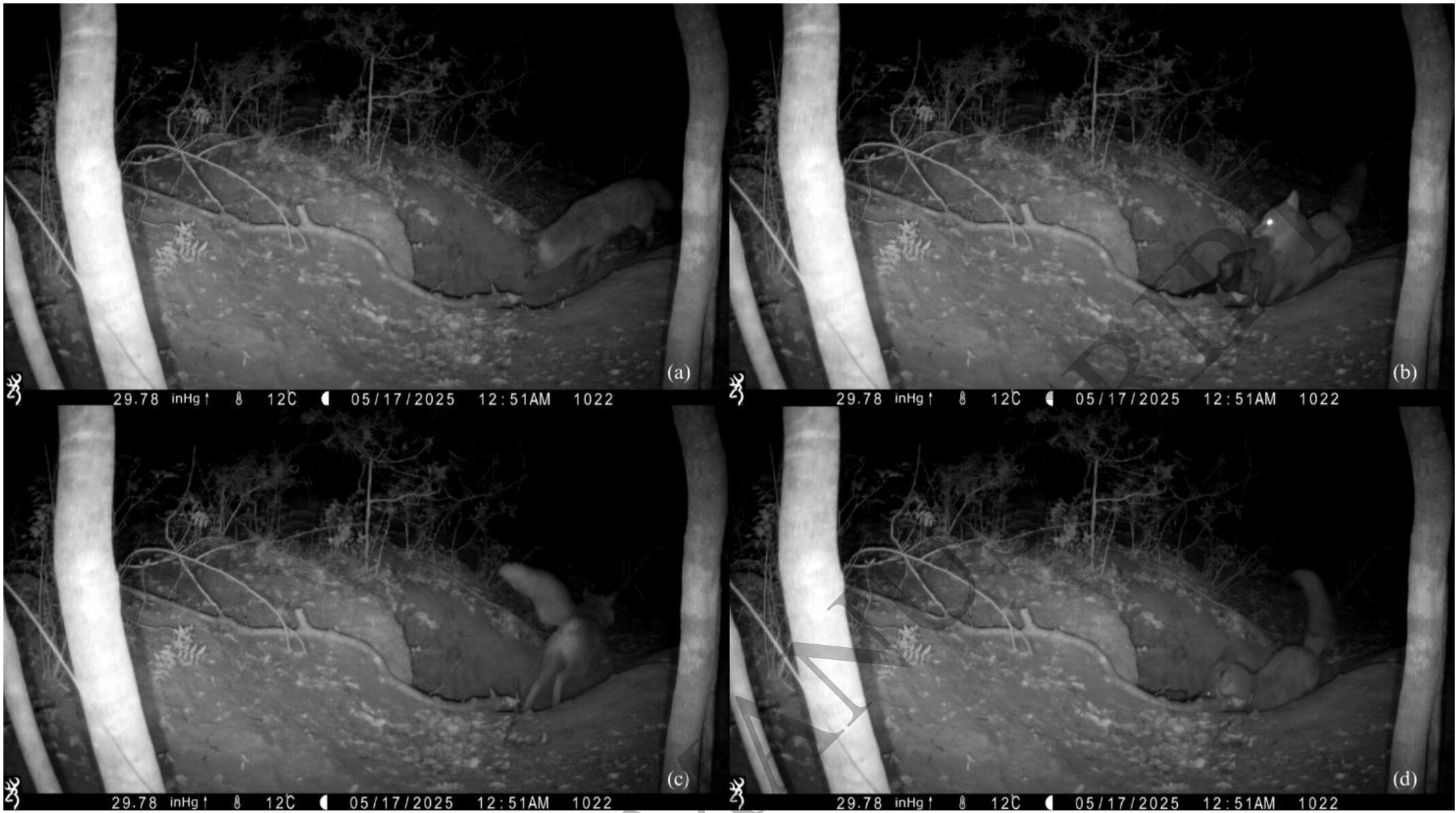 Red fox preying on a wolf pup in May 2025