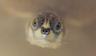 Amazon waterway noise threatens unique social life of giant river turtles
