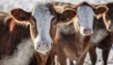 Beef prices continue to soar, but signs of coming relief are emerging - National