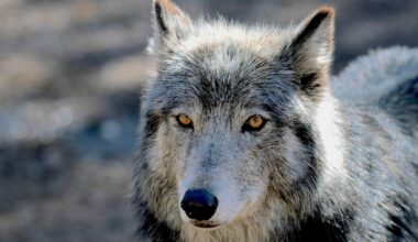 Can America’s Wolves Survive an Onslaught of Political Attacks?