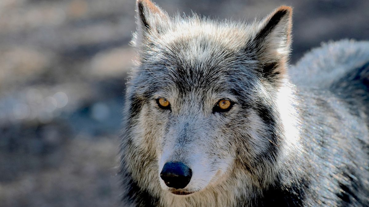 Can America’s Wolves Survive an Onslaught of Political Attacks?