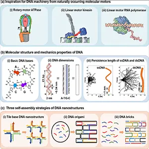 DNA machines inspiration from nature molecular motors, DNA properties and self-assembly. Credit: SmartBot