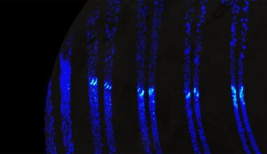 Blue stripe-like features shown in pairs going vertically against a black background.