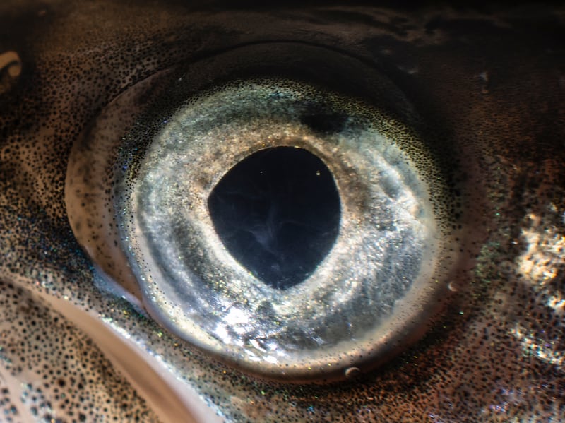 The Ocean Within. Photograph: Yvette Monahan