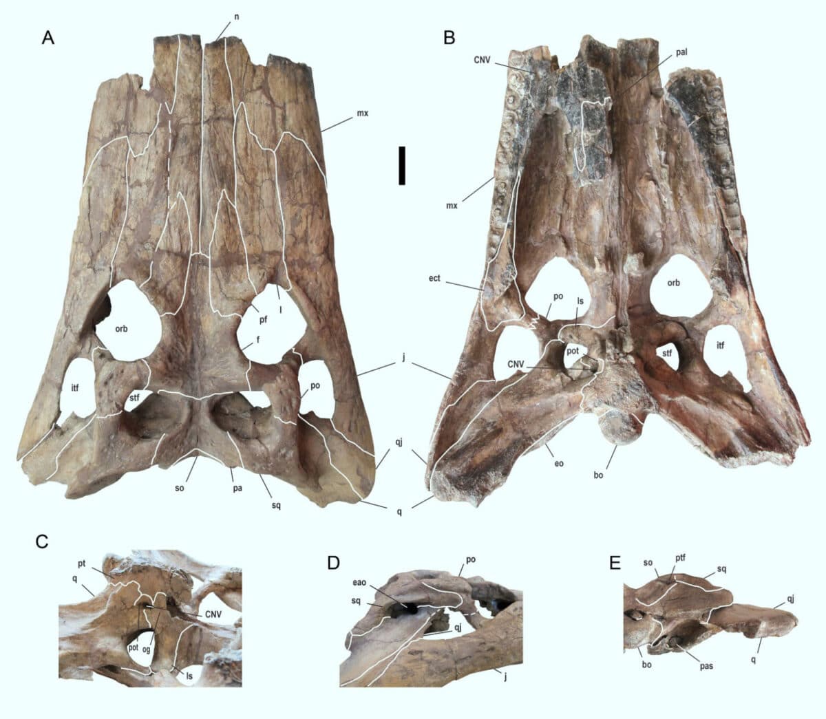 Deinosuchus Schwimmeri Fossilized Skull