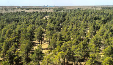 This 'Hyperarid' Desert Is Transforming Into a Carbon Sink. Here's Why. : ScienceAlert