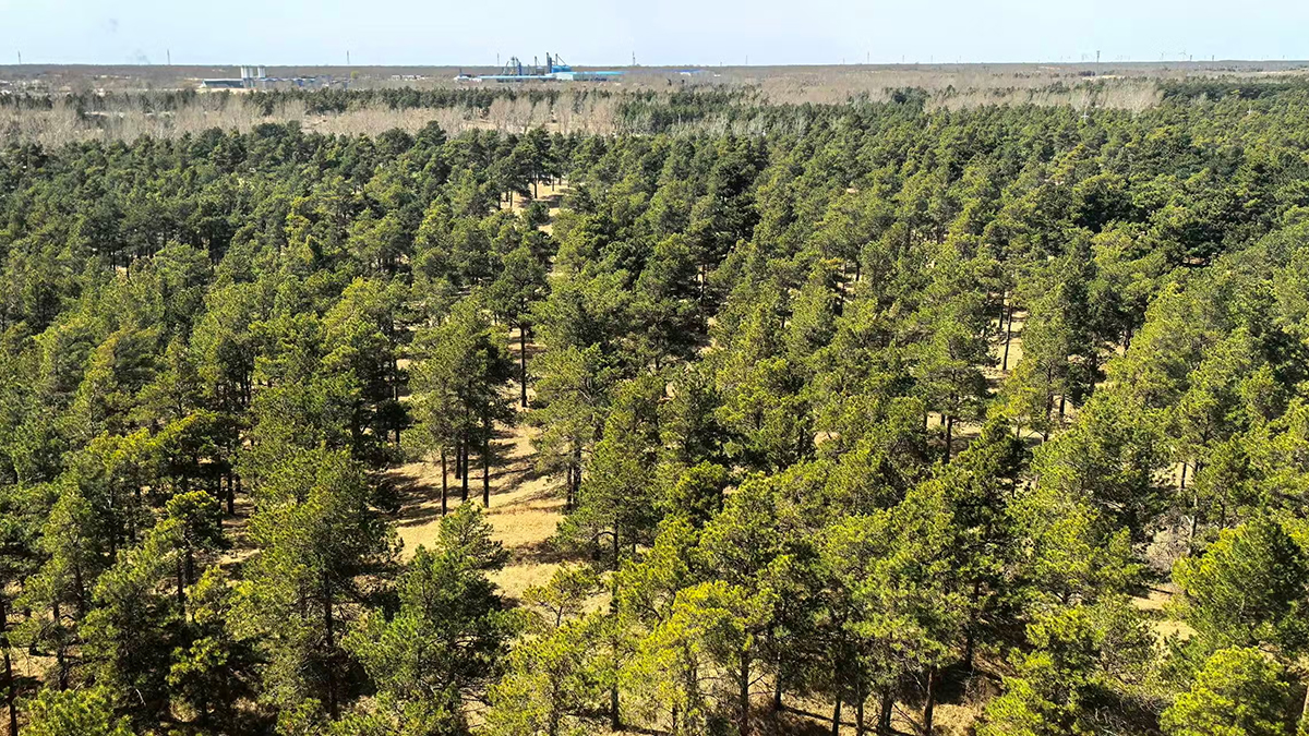 This 'Hyperarid' Desert Is Transforming Into a Carbon Sink. Here's Why. : ScienceAlert