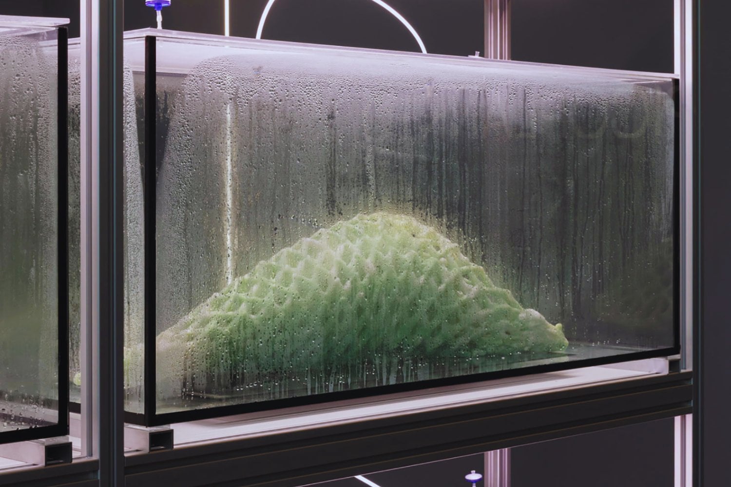 A new living material grows in sunlight and could change the way buildings are constructed.