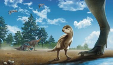 New Baby Dinosaur Discovered in Korea
