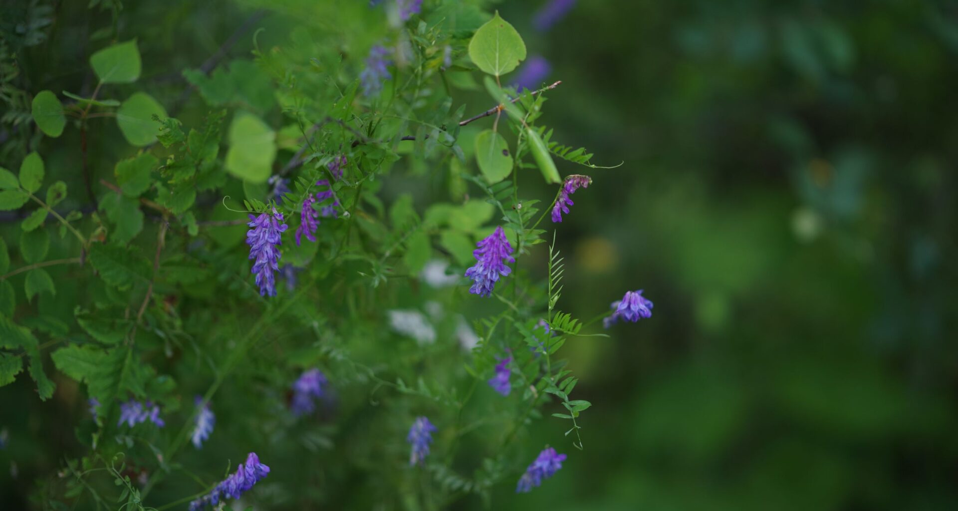 Camera sensors love green. But as a photographer, I have a love-hate relationship with green