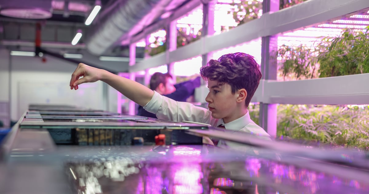 Belvedere College’s rooftop farm that supplies two Michelin-star restaurant Chapter One – The Irish Times