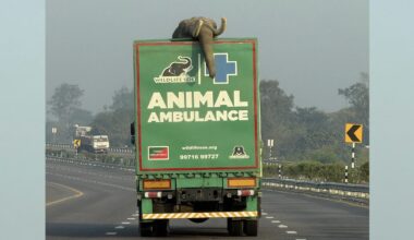 New Elephant Ambulance Marks Inaugural Rescue, Bringing 27-year-old to Hospital with Leg Injury