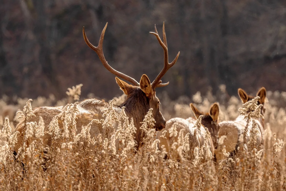 Elk in Great Smoky Mountains National Park
