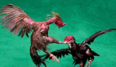 Man arrested as part of investigation into Monaghan cockfighting – The Irish Times