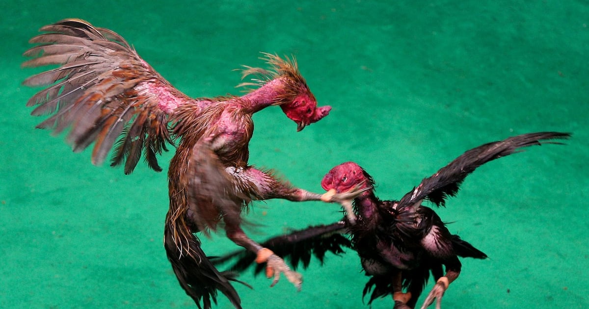 Man arrested as part of investigation into Monaghan cockfighting – The Irish Times